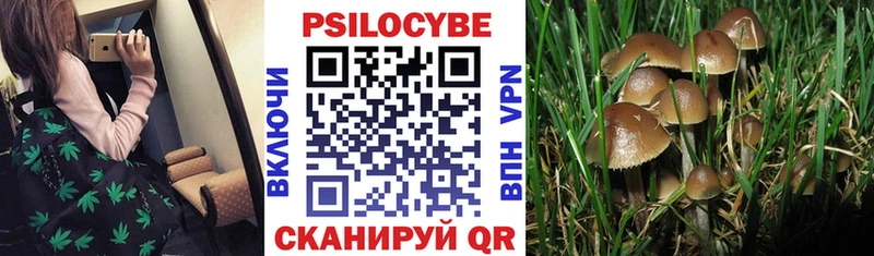 Галлюциногенные грибы мицелий  купить наркоту  Курлово 